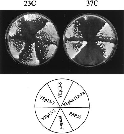 FIG. 1