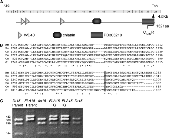 Figure 2.—