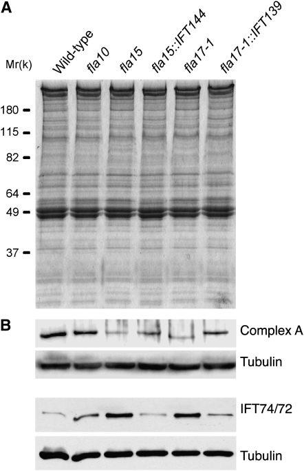 Figure 4.—