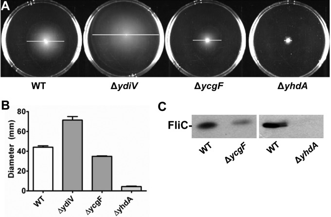 FIG 1 