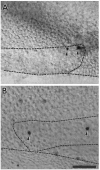 Fig. 6.
