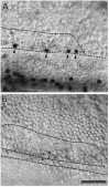 Fig. 9.