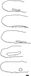 Fig. 12.