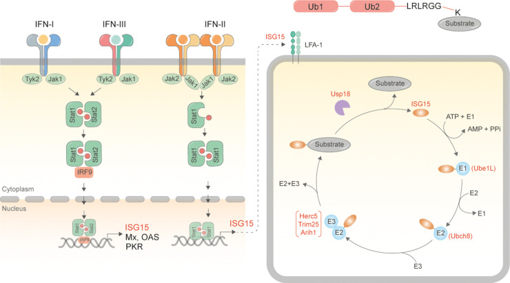 Figure 1.