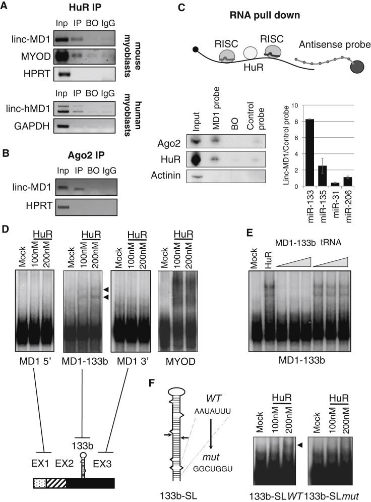 Figure 2