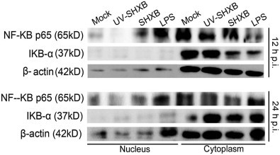 Fig. 4