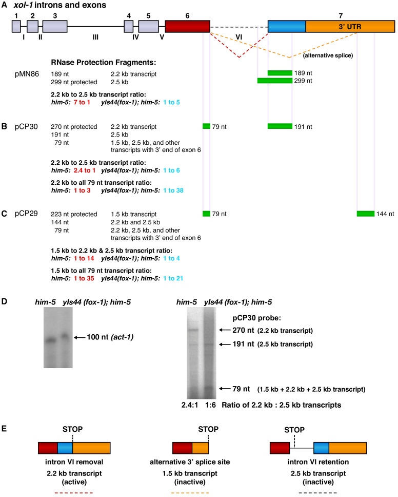 Figure 3—figure supplement 1.