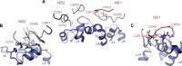 Figure 5—figure supplement 4.