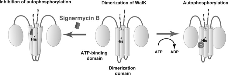 Fig 8