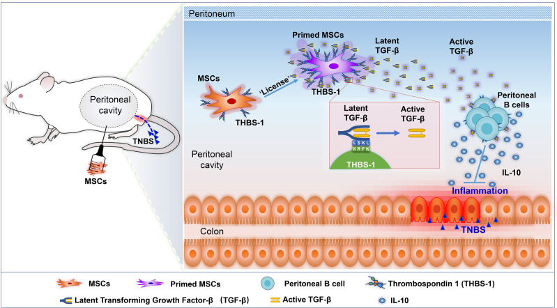 Graphical Abstract