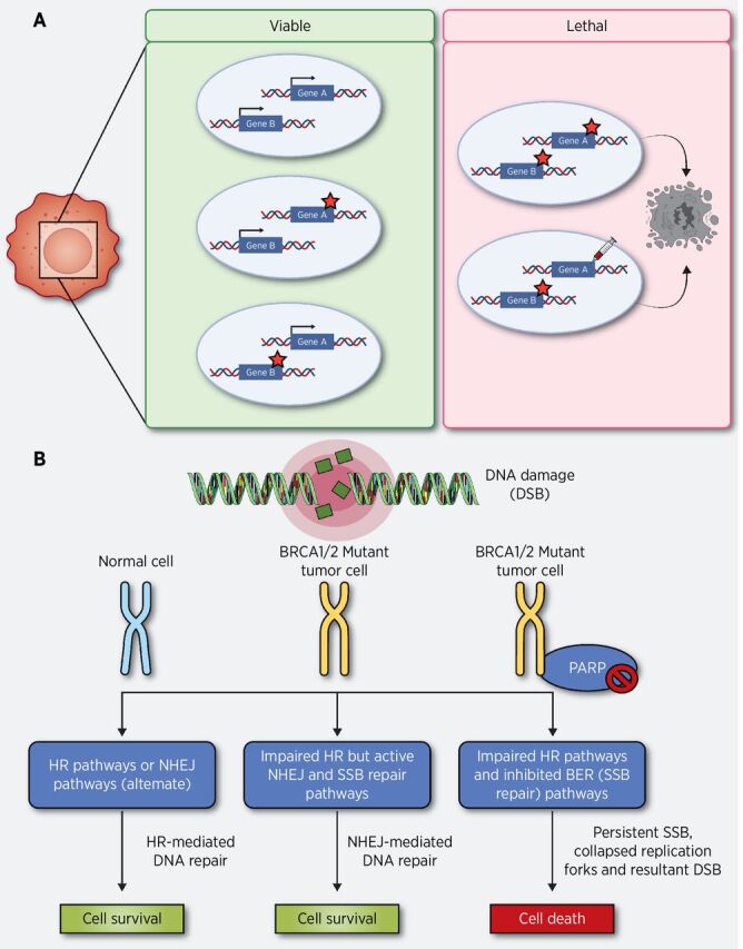 Figure 1. The concept of synthetic lethality and exploiting the synthetic lethal relationship between PARP1 and BRCA1/2 for the targeted treatment of HR-deficient human tumors. A, The loss, inhibition or the overexpression (either of which is denoted by a red star) of either of the protein products of gene A or B alone does not affect cell viability. Mutation, pharmacologic inhibition, or overexpression of the protein product of gene B in cells with previous mutations in gene A results in synthetic lethality-based cell death. B, HR can serve as a backup DNA repair pathway to resolve DSBs resulting from replication fork collapse. In normal cells, base modifications are repaired using base excision repair prior to S-phase entry. The newly synthesized sister chromatid can serve as a template for HR-mediated repair in BRCA1/2-proficient cells. In BRCA1/2-deficient cancer cells HR-mediated repair of PARPi-induced DSBs in not available. In this condition, tumors could still rely on the alternative error prone NHEJ pathway to repair DSBs and survive. Use of PARPi will cause unrepaired SSBs, progressive genomic instability, and synthetic lethality–based cell death in BRCA-mutated cancers.