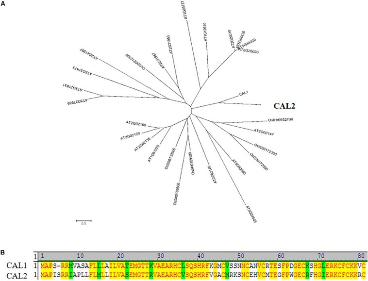 FIGURE 1