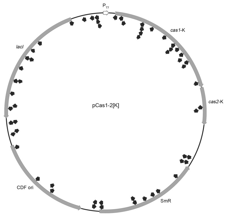 graphic file with name rna-10-792-g2.jpg