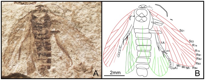 Figure 7