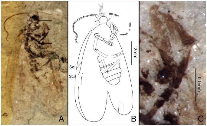 Figure 21