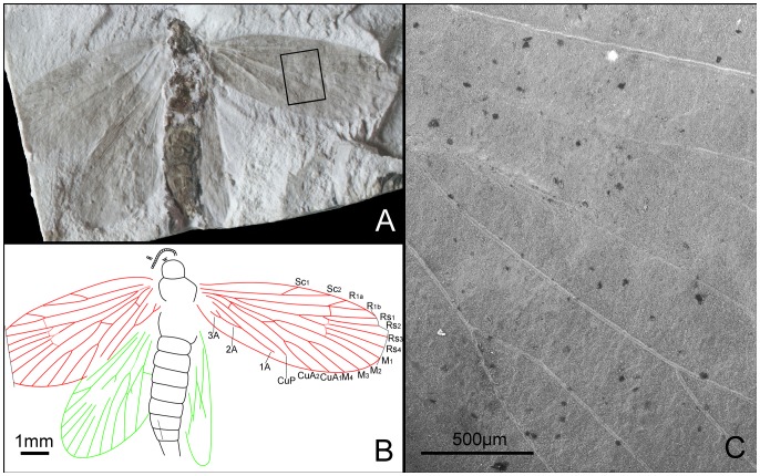 Figure 19