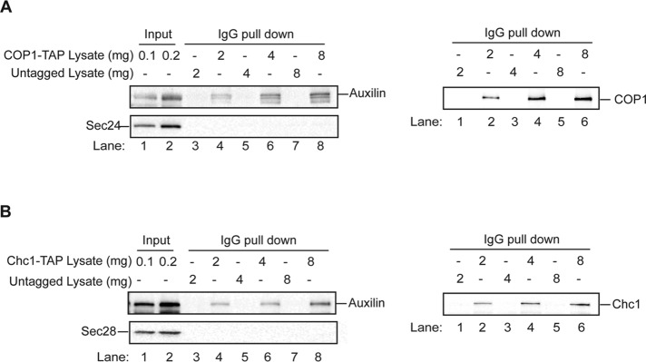 FIGURE 4: