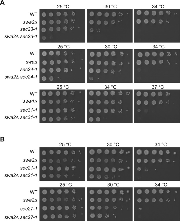 FIGURE 2: