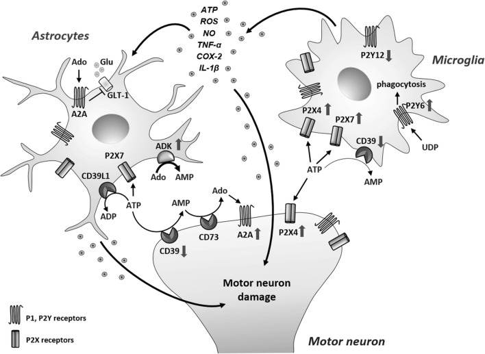 Fig. 3