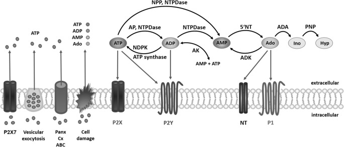 Fig. 2