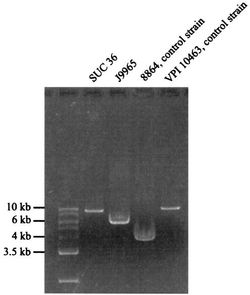 FIG. 2.