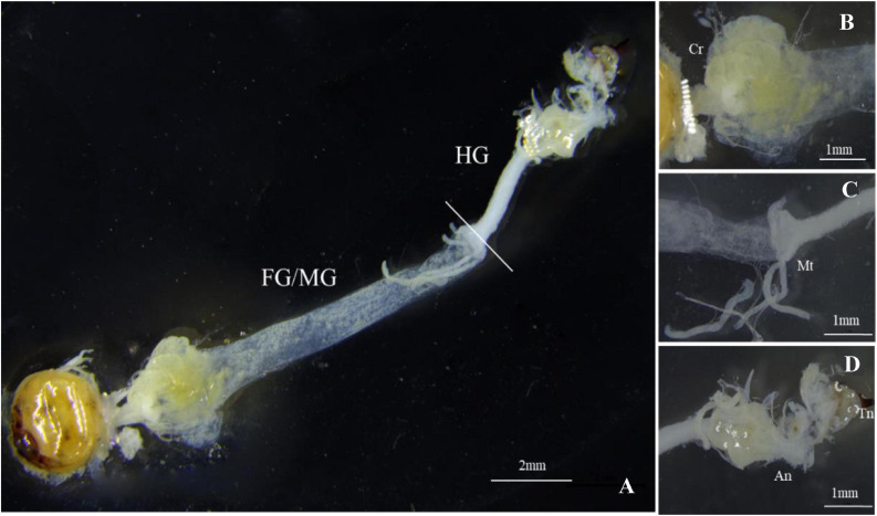 FIGURE 1