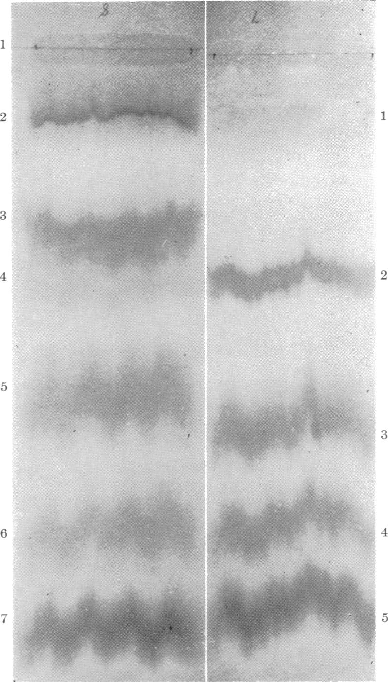 graphic file with name pnas00165-0157-a.jpg