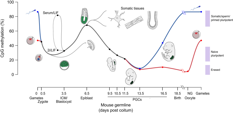 Figure 1