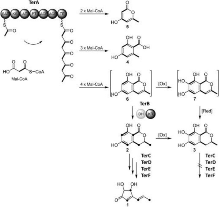 Fig. 7