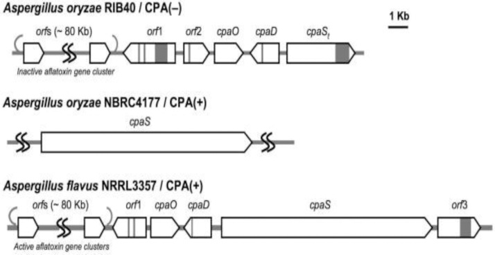 Fig. 11