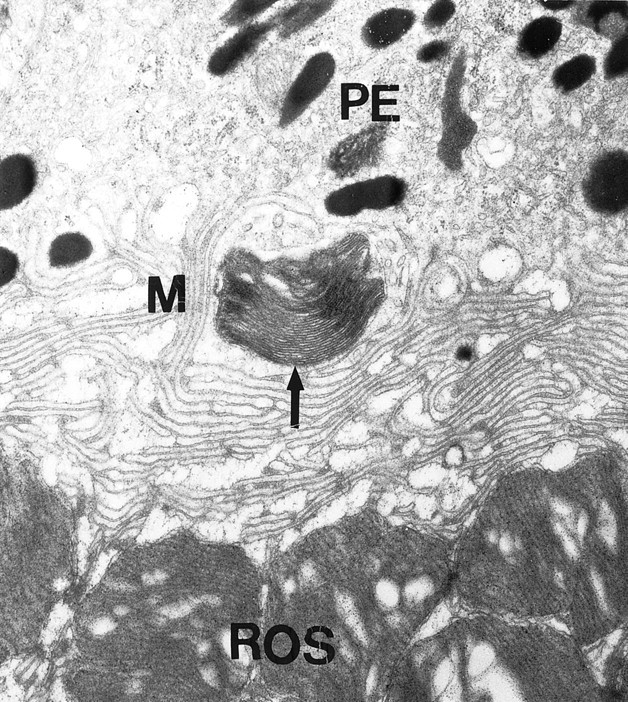 Fig. 2.