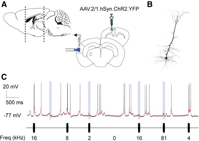 Figure 7.