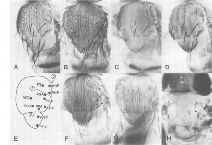 Fig.3