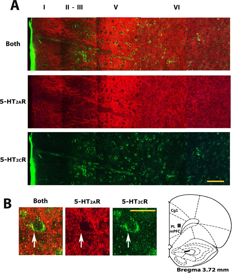 Fig3