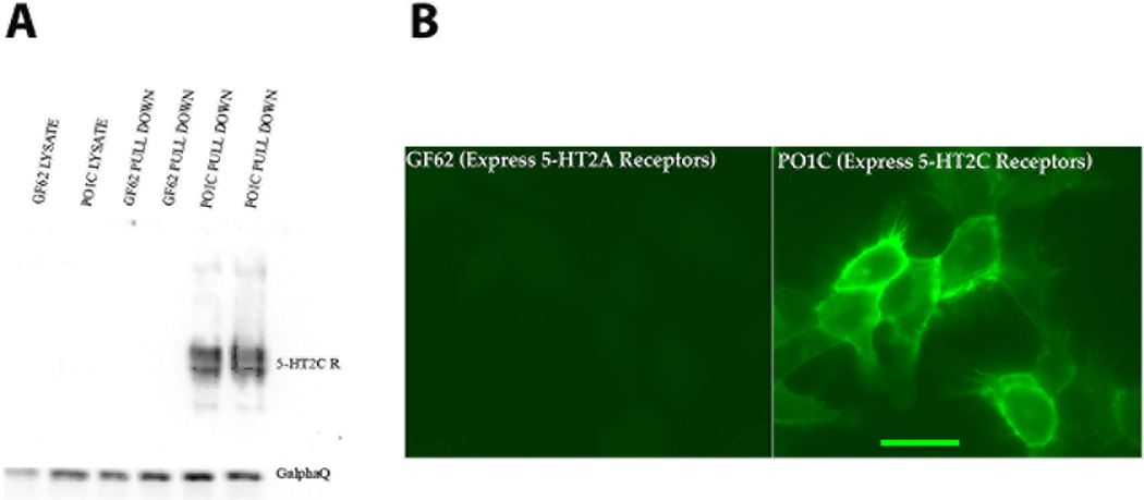 Fig1