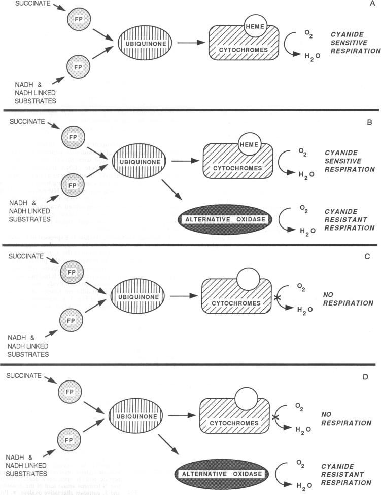 graphic file with name pnas01096-0291-a.jpg