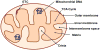 Fig. (1)