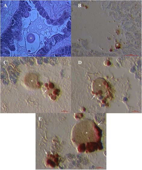 Fig. 7