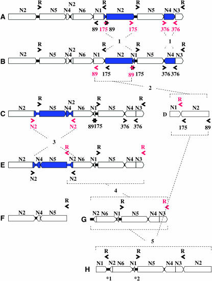 Figure 6.—