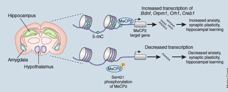 Box 3: The complex pathophysiology of MeCP2 [Au: this box title will probably be too long, so I’ve suggested shortening it]