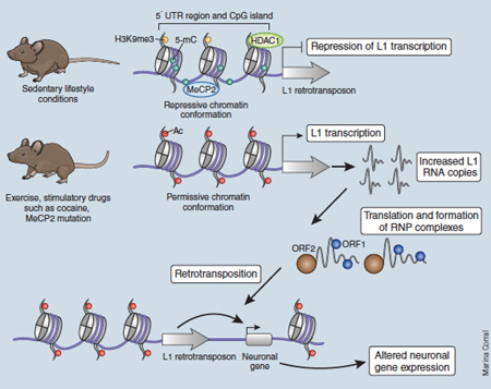 Box 4: Epigenetic control of the brain’s ‘jumping genes’