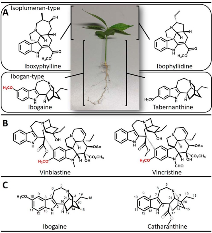 Figure 1.