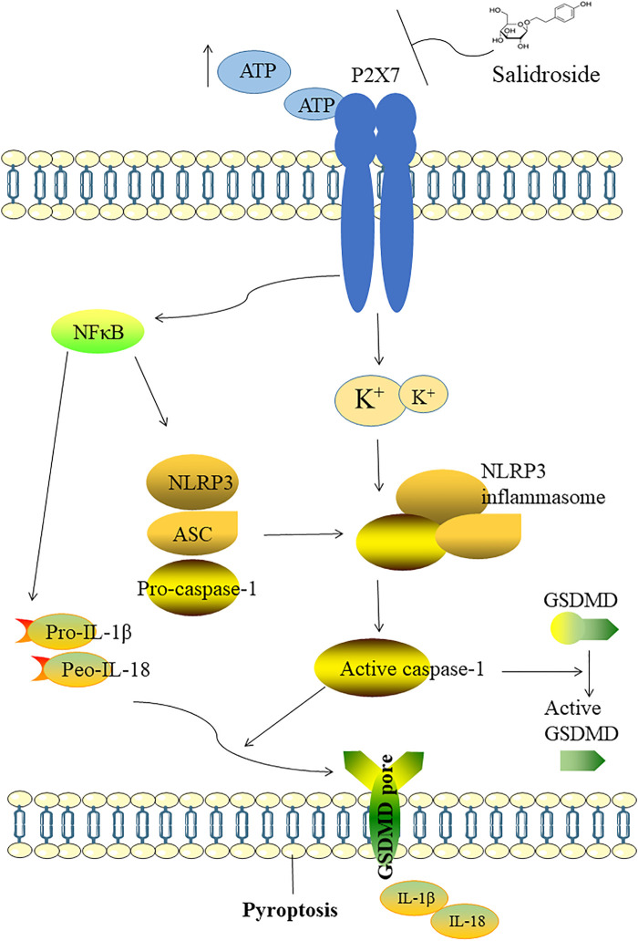 FIGURE 10