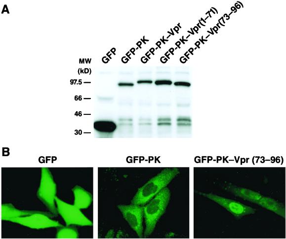 FIG. 1