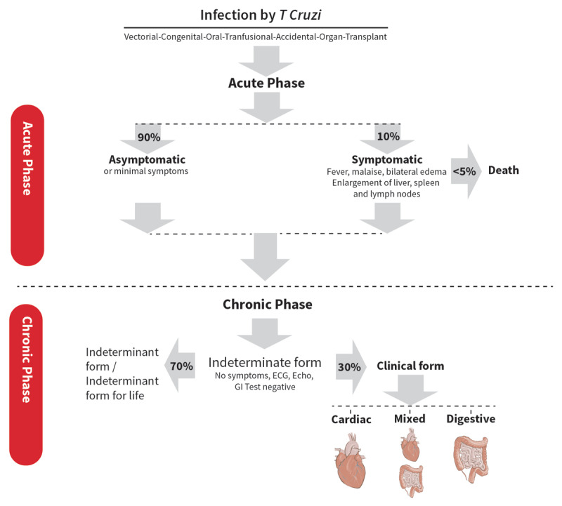 Phases of Chagas diseases