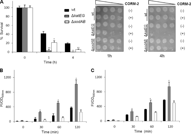 FIGURE 5.