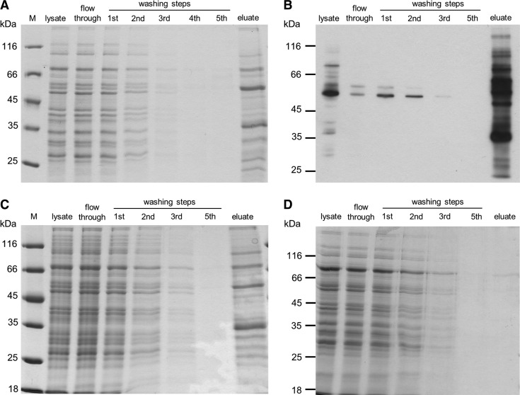 FIG. 1.