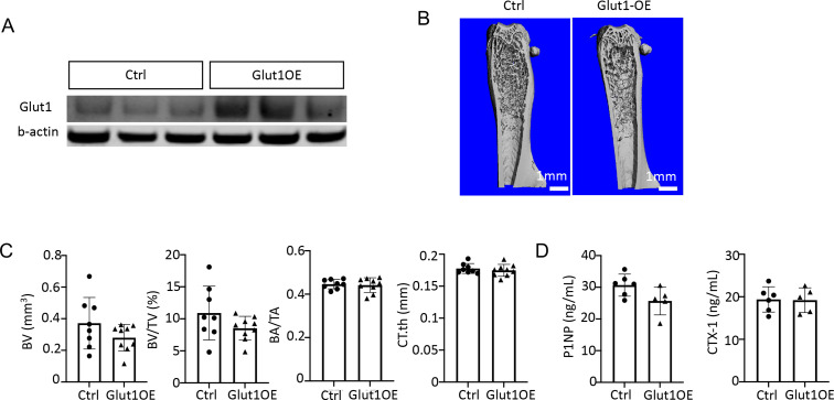 Figure 7—figure supplement 2.