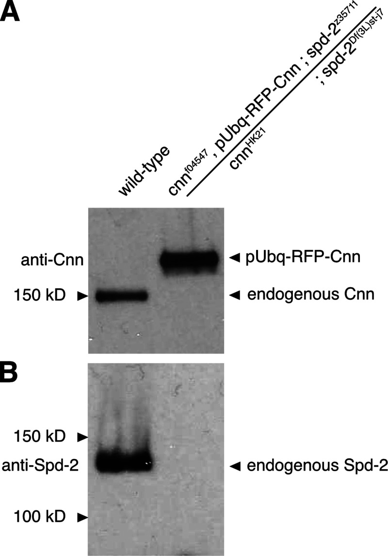 Figure S6.