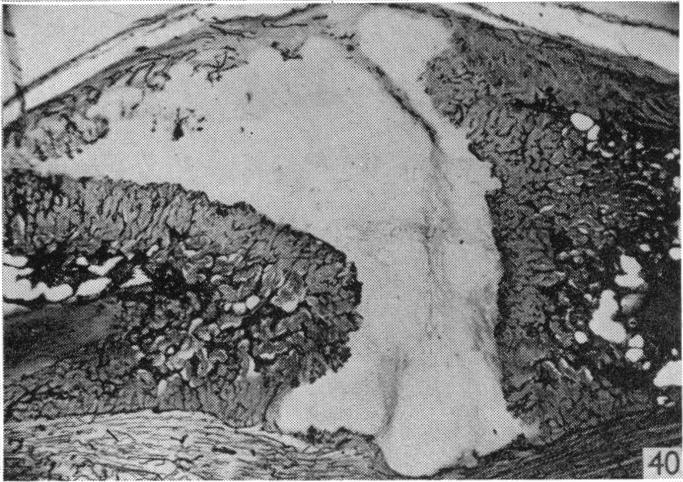 Fig. 40